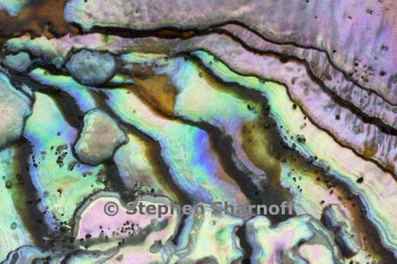 abalone shell 3 graphic